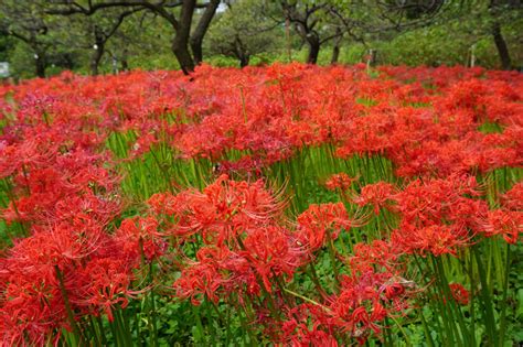 彼岸花開花|見ごろの時期は？都内＆東京近郊の「彼岸花」名所8。